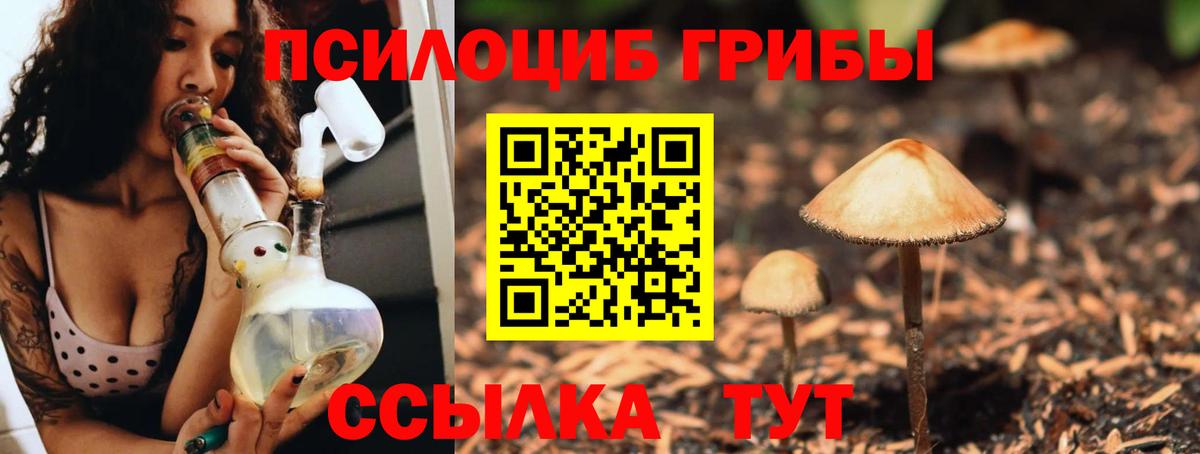 Галлюциногенные грибы Psilocybine cubensis Люберцы